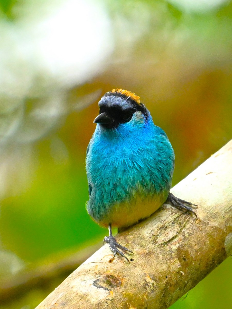 Golden-naped Tanager - ML618016019
