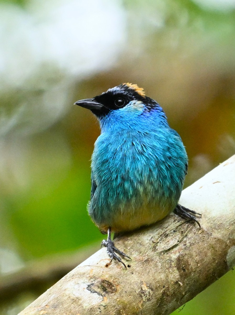 Golden-naped Tanager - ML618016020