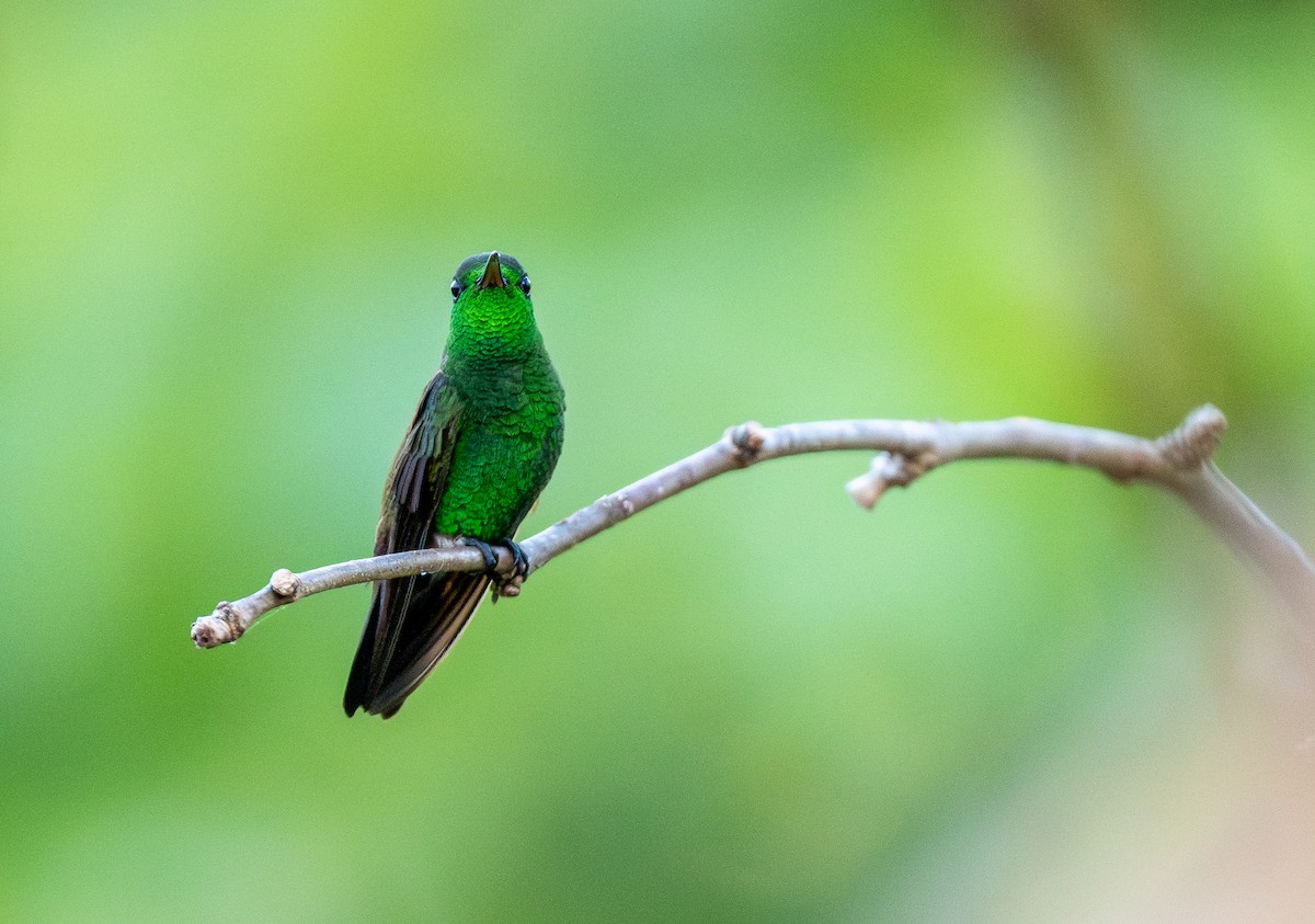 Blue-vented Hummingbird - Forest Botial-Jarvis