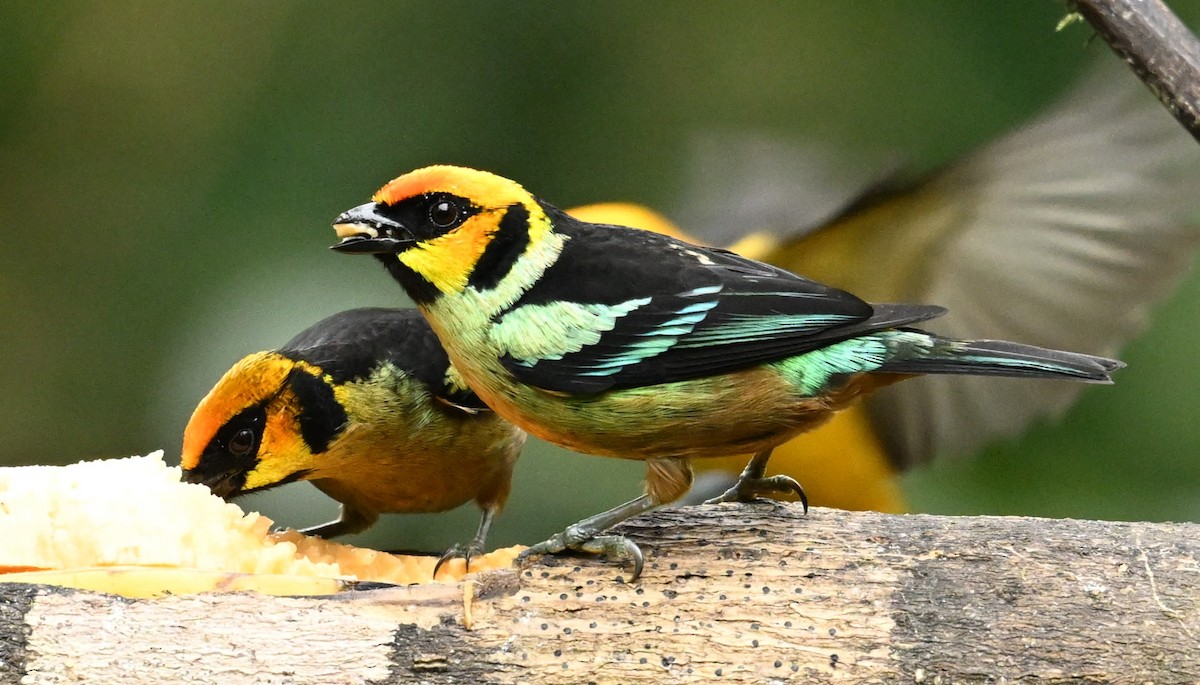 Flame-faced Tanager - ML618016049
