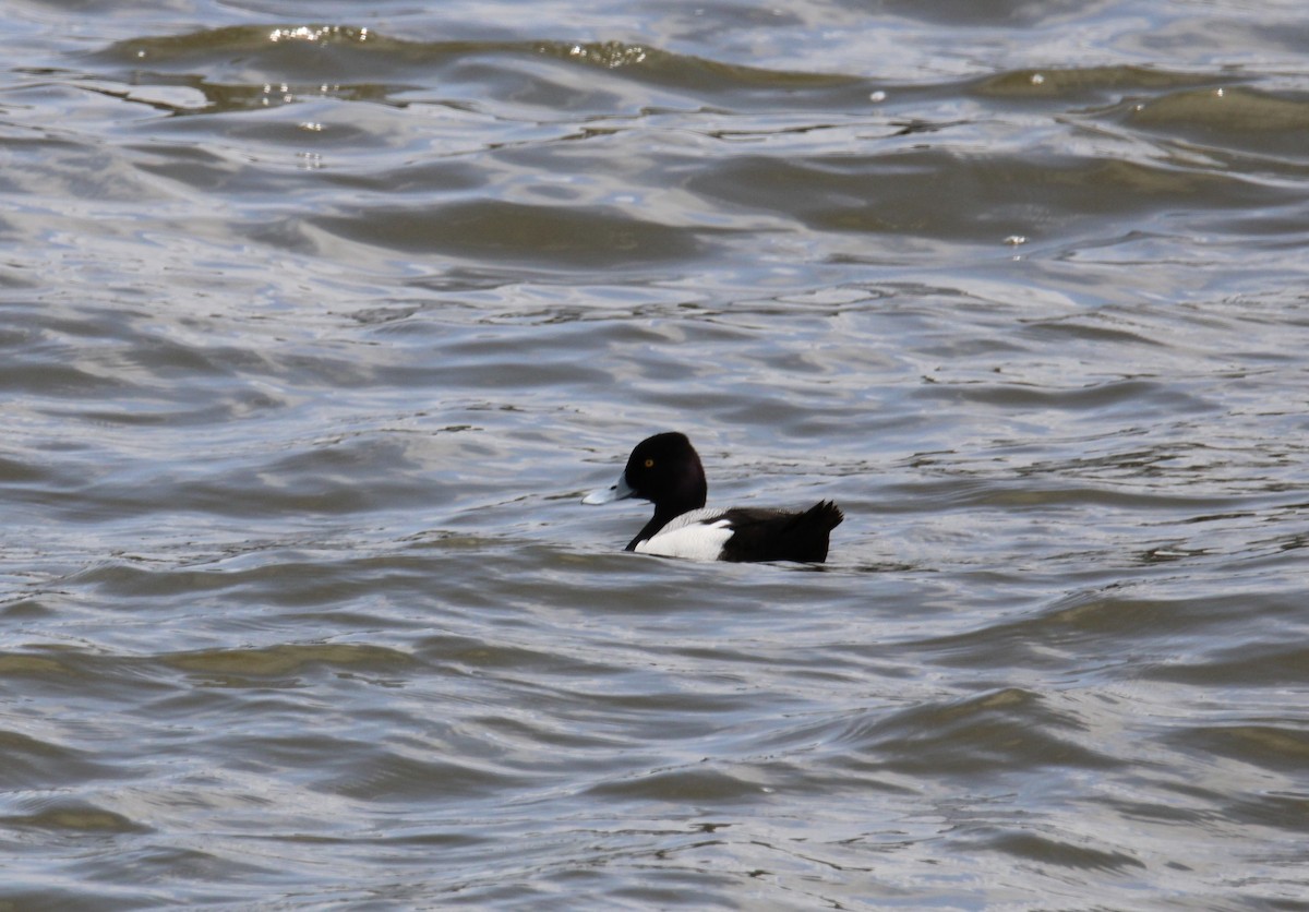 Greater/Lesser Scaup - ML618016069