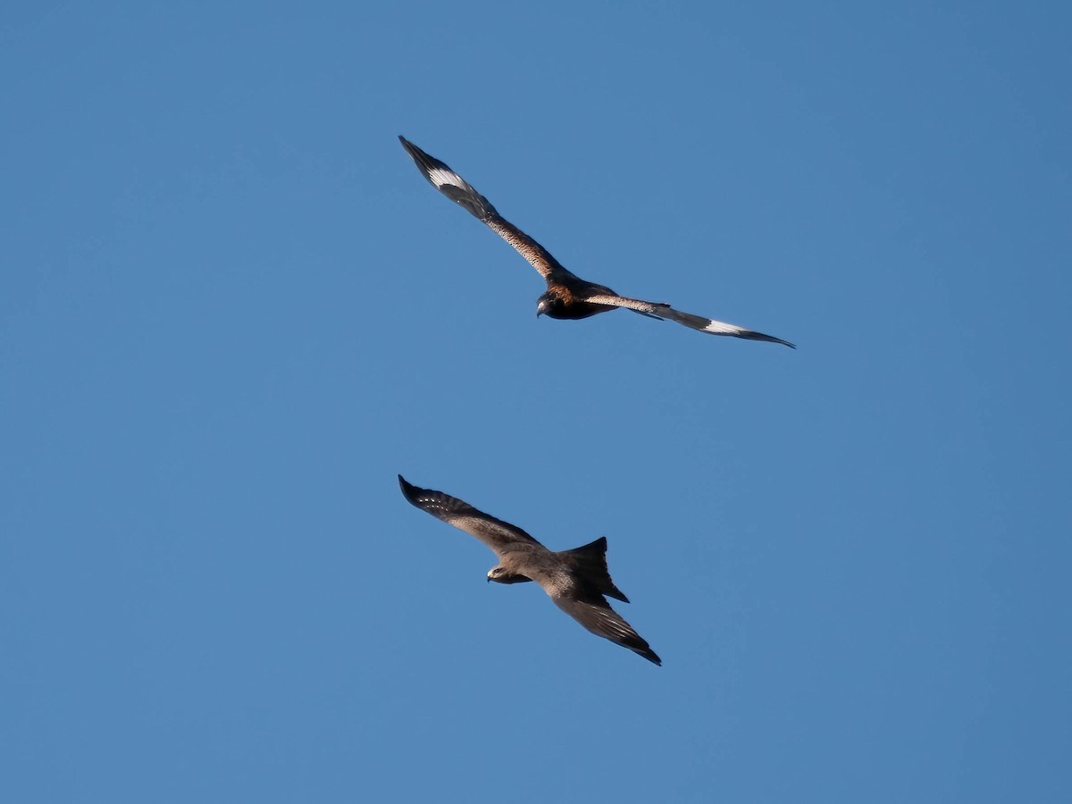 Black-breasted Kite - ML618016107