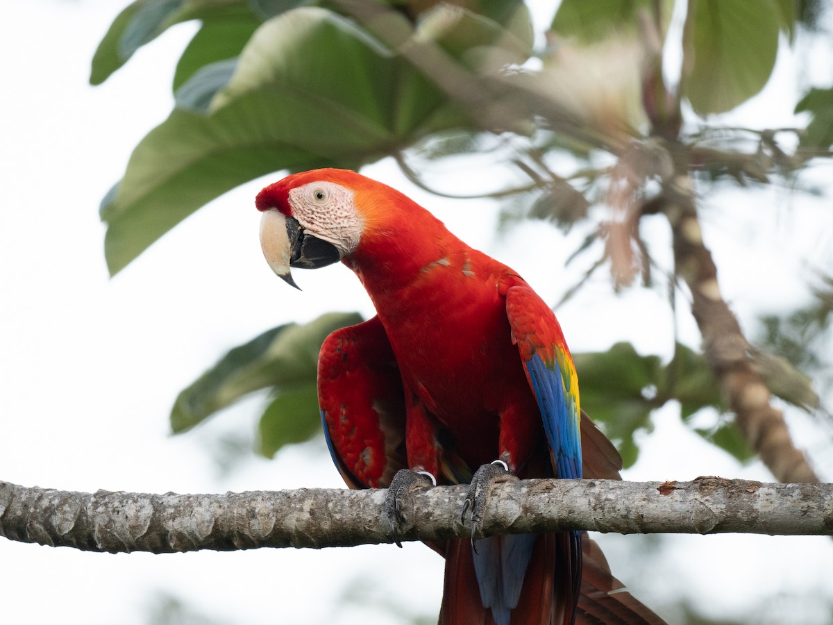 Scarlet Macaw - ML618016129