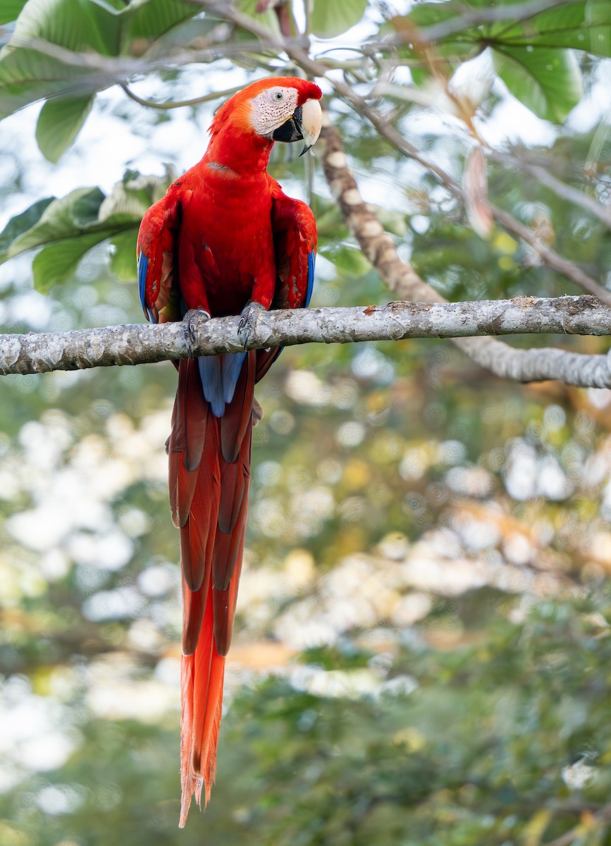 Scarlet Macaw - ML618016130