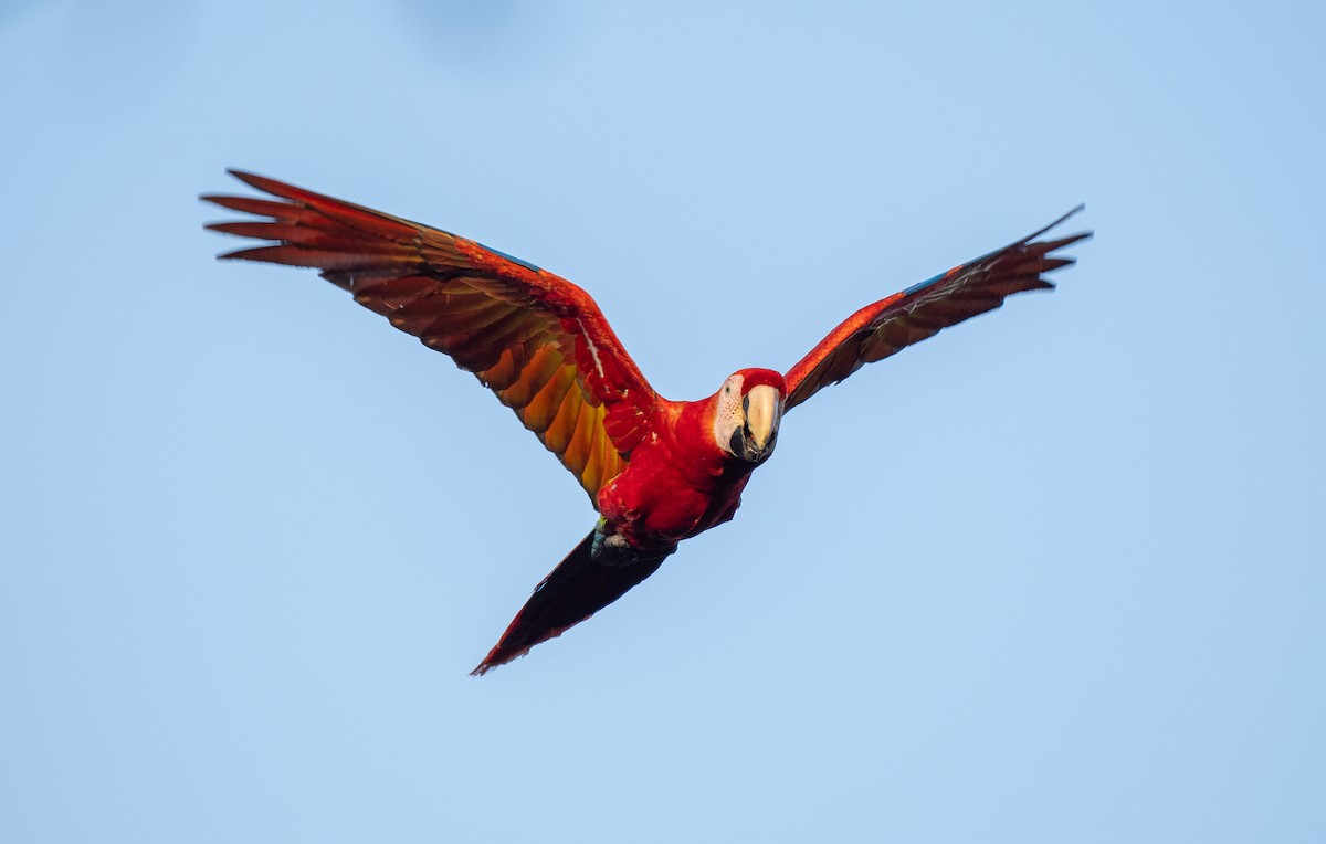 Scarlet Macaw - ML618016131