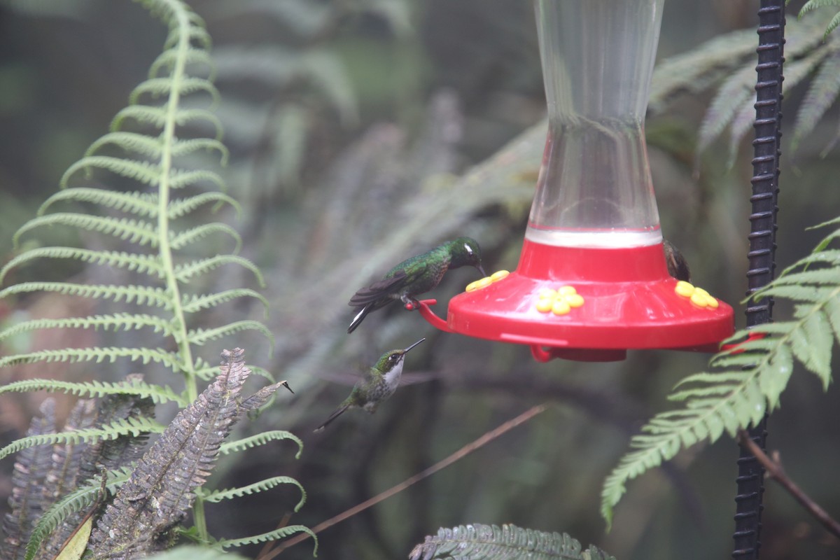 Пурпурногрудый колибри - ML618016149