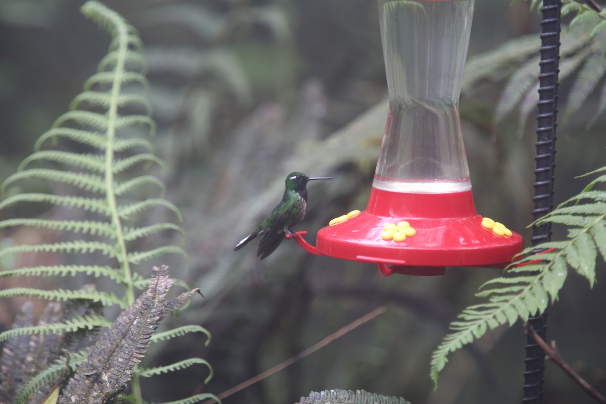 kolibřík skvrnoocasý - ML618016172