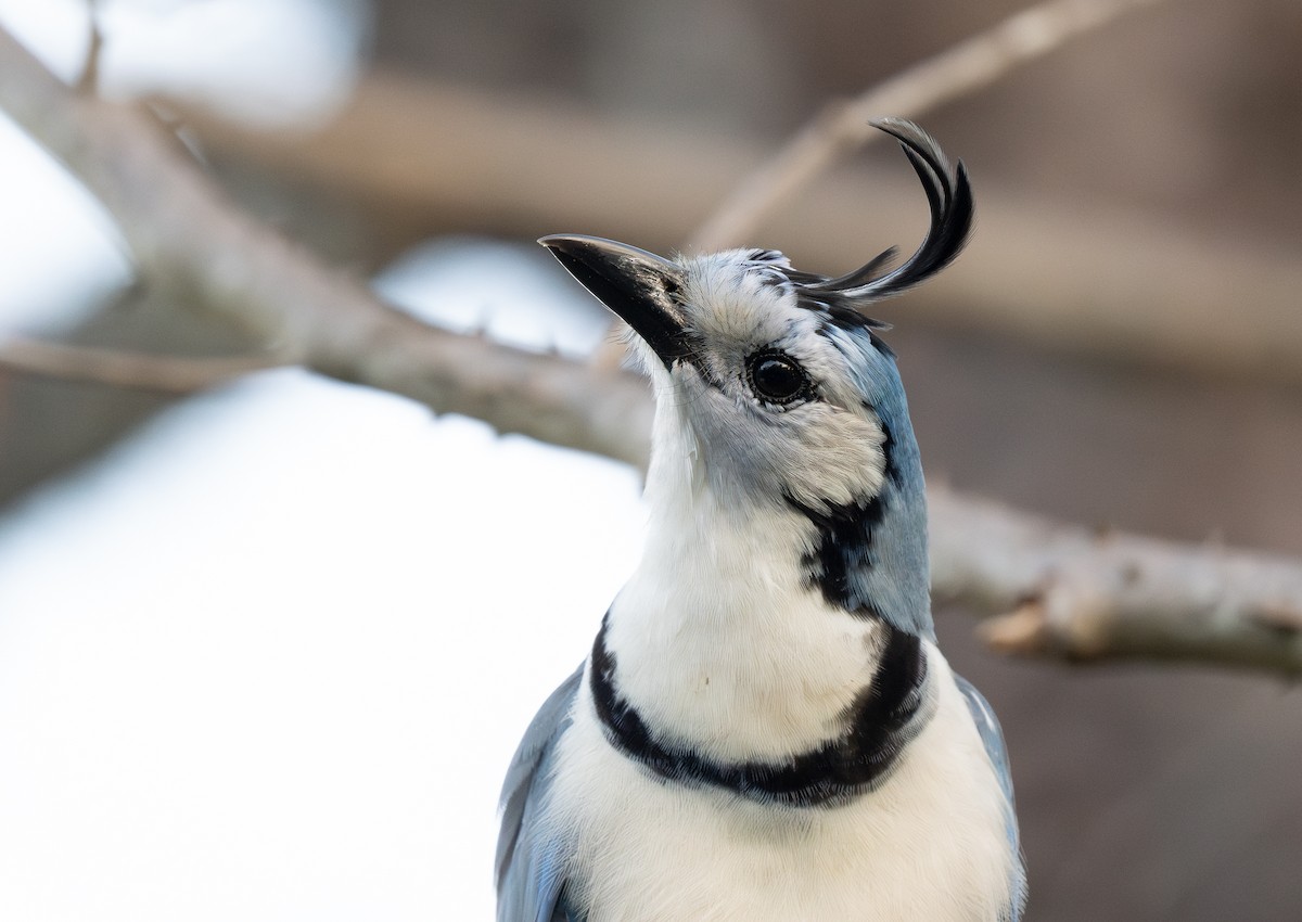 White-throated Magpie-Jay - Forest Botial-Jarvis