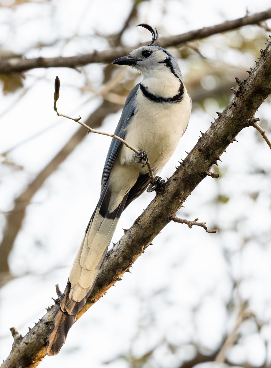 White-throated Magpie-Jay - ML618016177