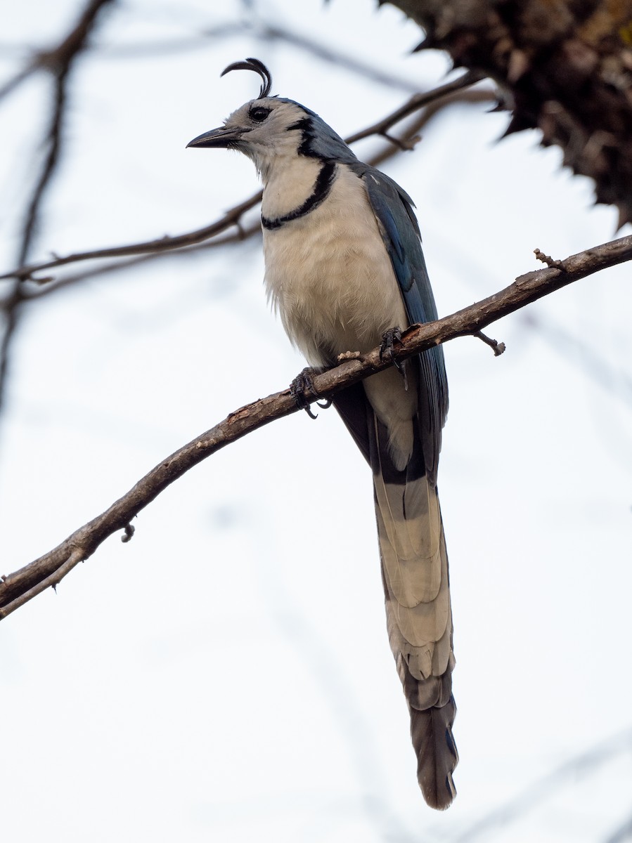 White-throated Magpie-Jay - ML618016178
