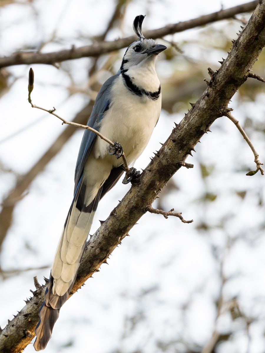 White-throated Magpie-Jay - Forest Botial-Jarvis