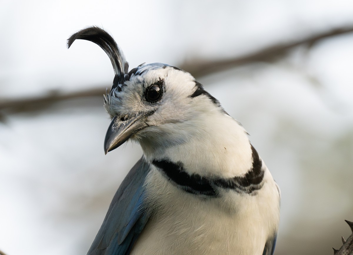 White-throated Magpie-Jay - ML618016182