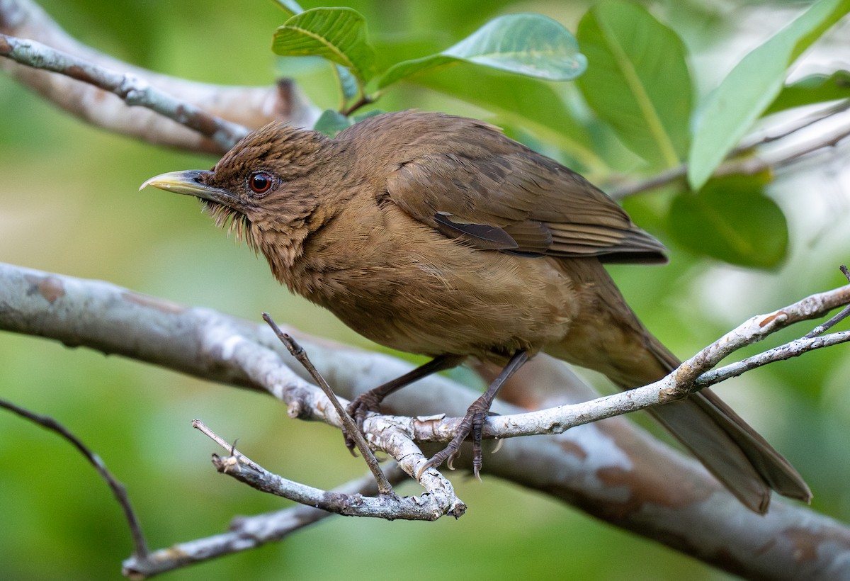 Clay-colored Thrush - Forest Botial-Jarvis