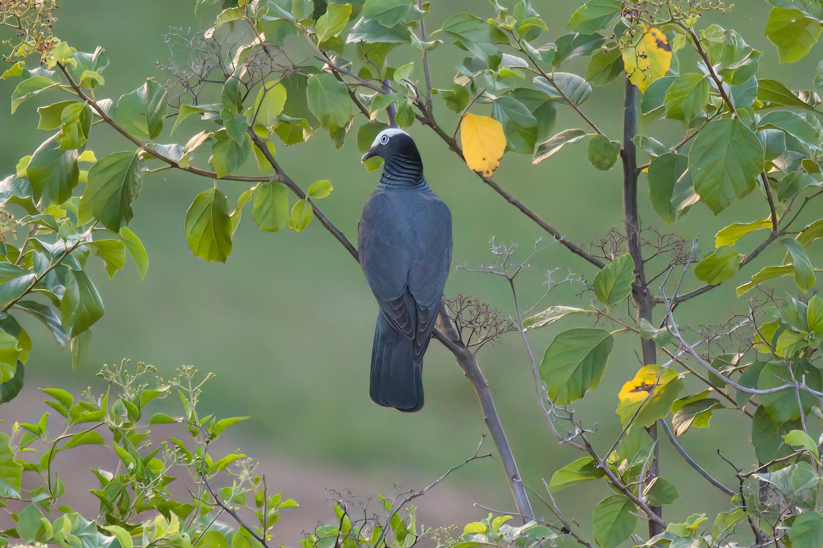 White-crowned Pigeon - ML618016262