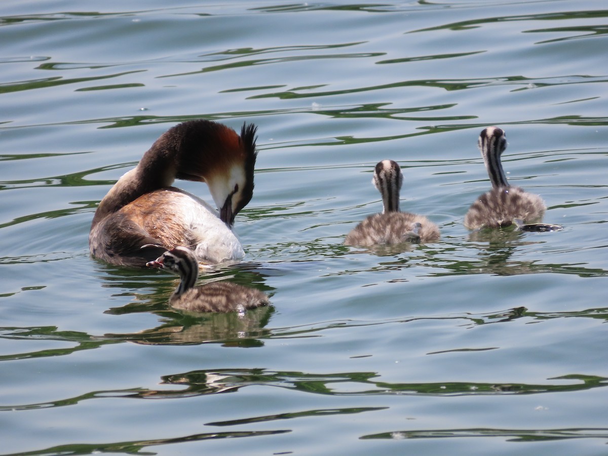 Great Crested Grebe - ML618016267