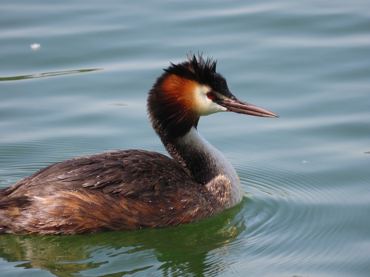 Great Crested Grebe - ML618016268