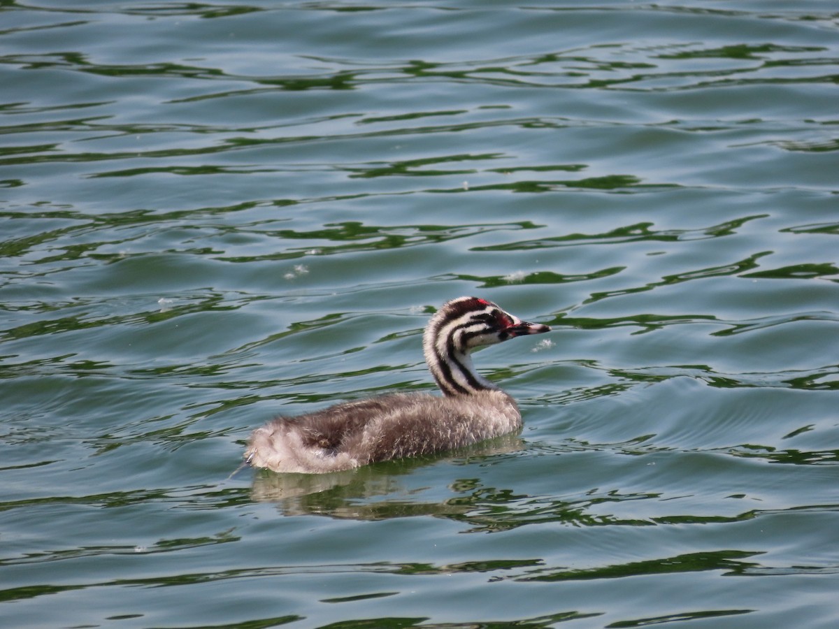 Great Crested Grebe - ML618016271