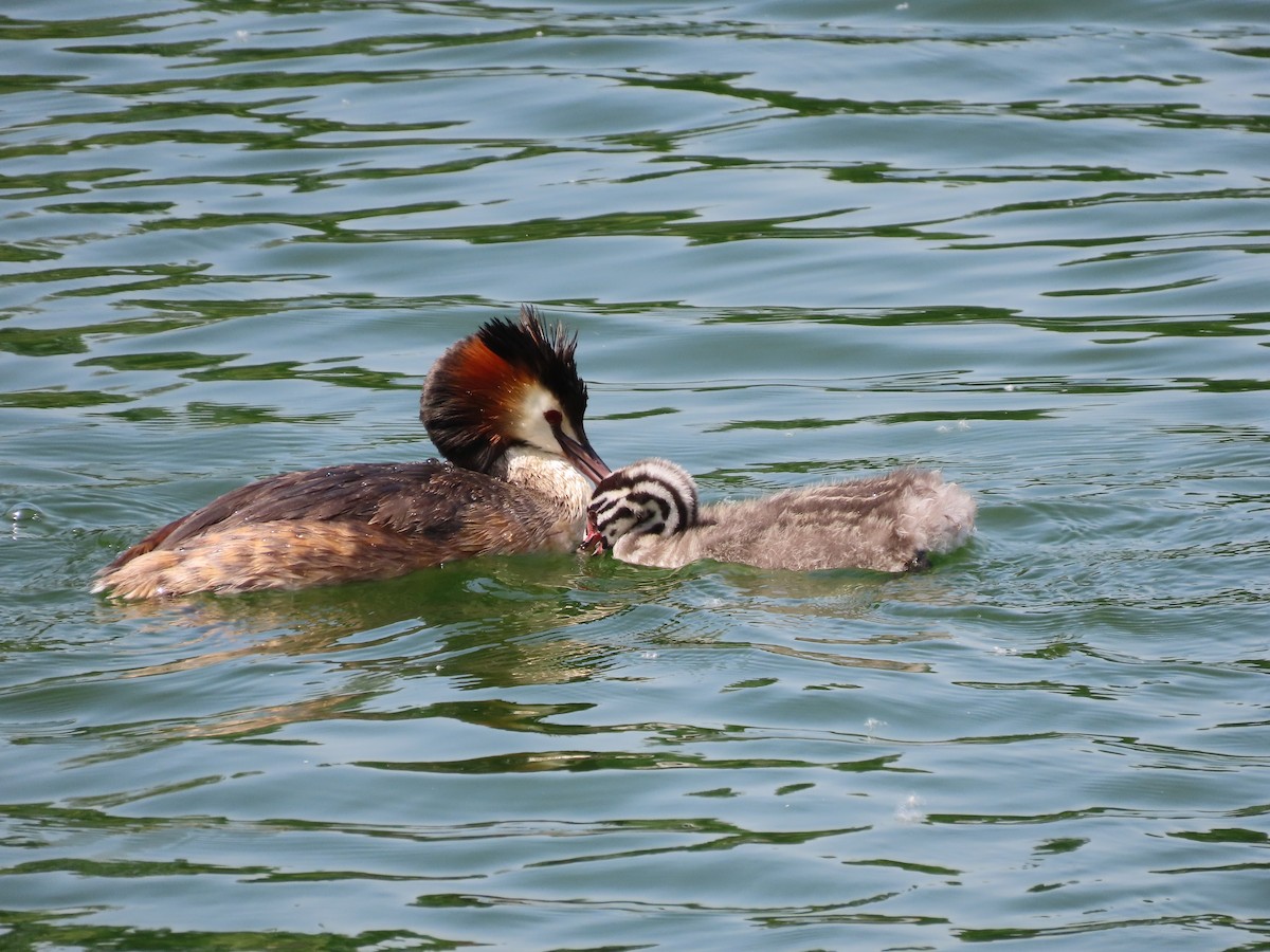 Great Crested Grebe - ML618016273
