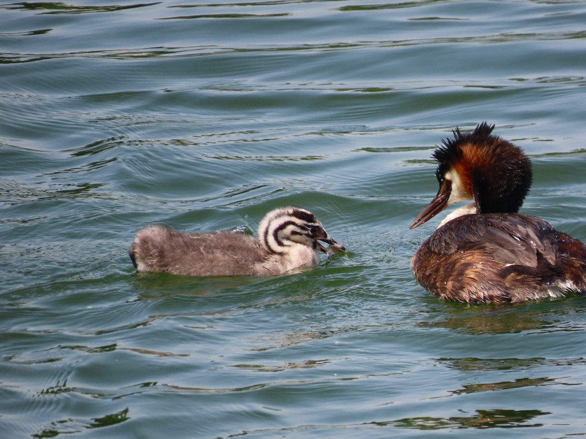 Great Crested Grebe - ML618016274