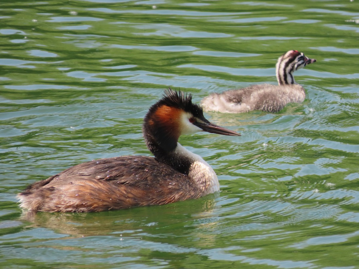 Great Crested Grebe - ML618016275