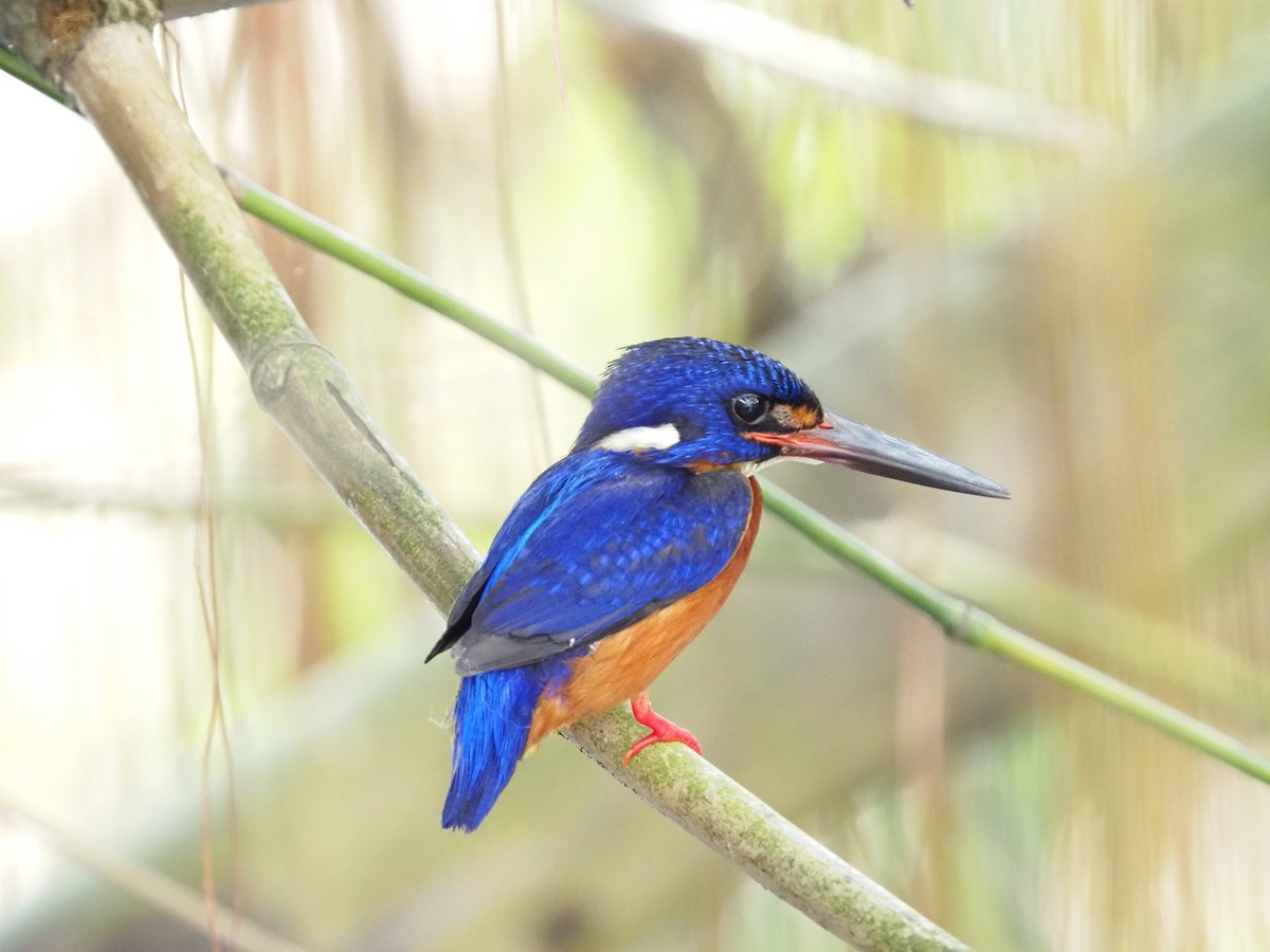 Blue-eared Kingfisher - ML618016277