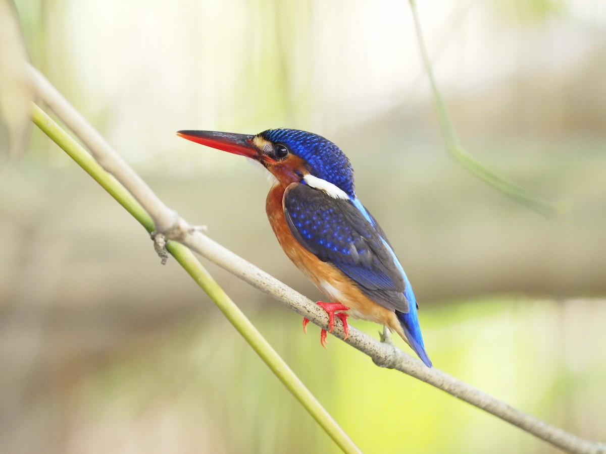 Blue-eared Kingfisher - ML618016278