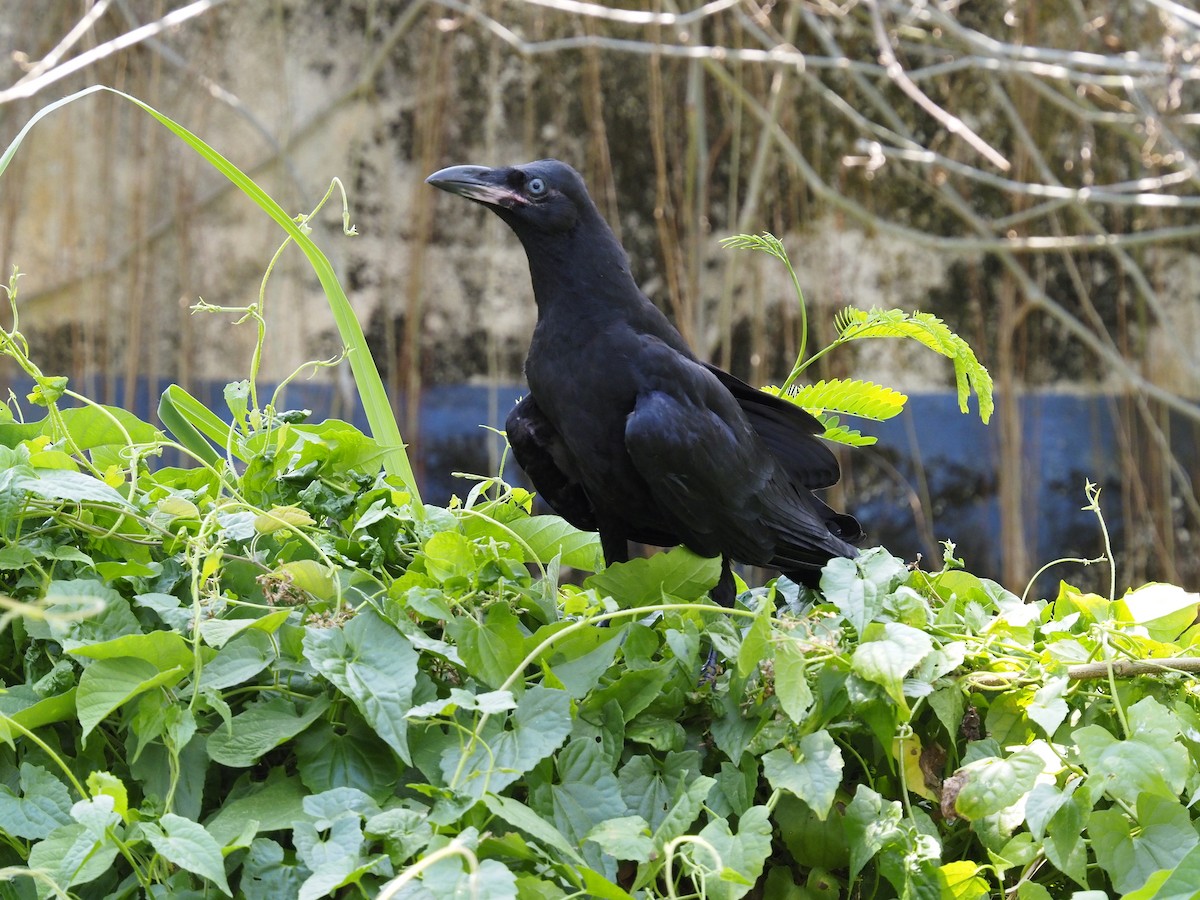 Large-billed Crow - Chee Keong  Chan