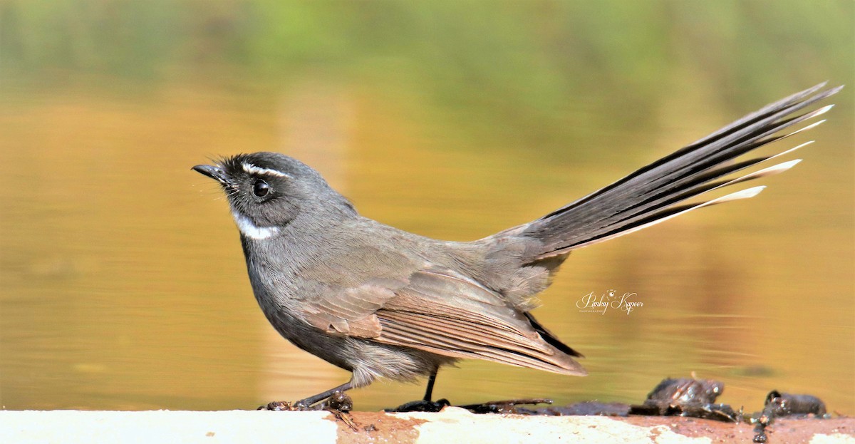 White-throated Fantail - ML618016295