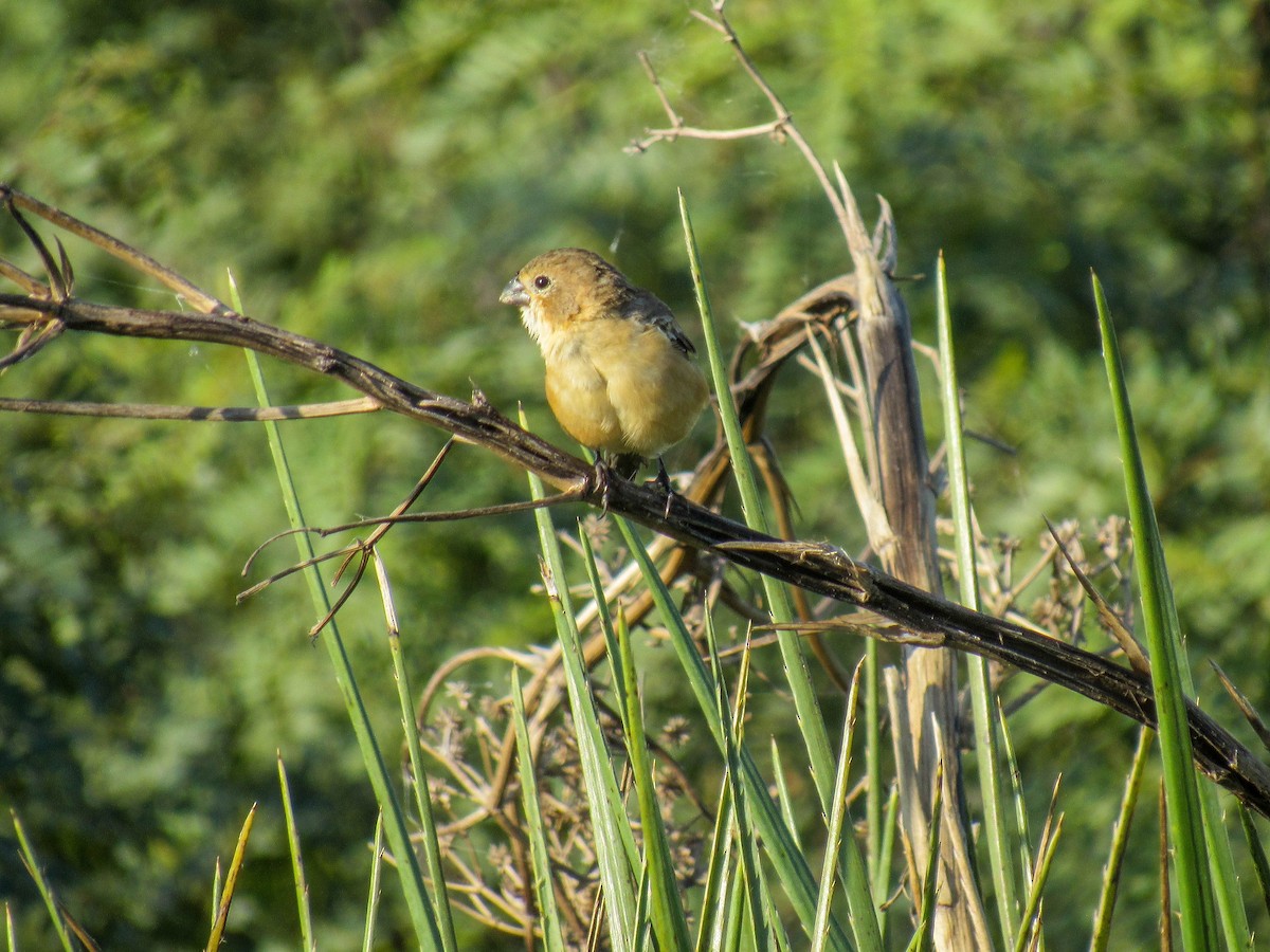 Rusty-collared Seedeater - ML618016302