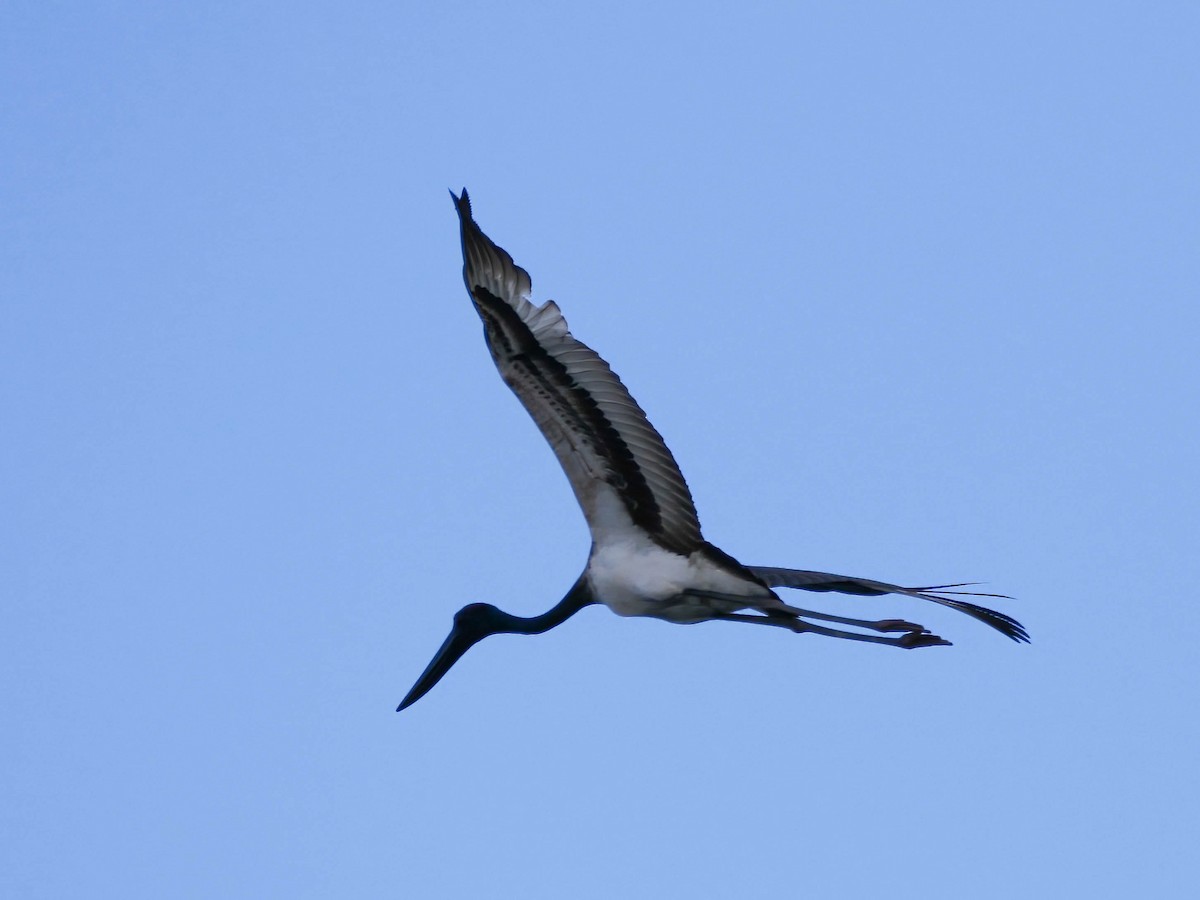 Black-necked Stork - ML618016338