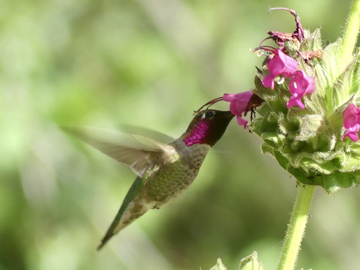 Anna's Hummingbird - ML618016340