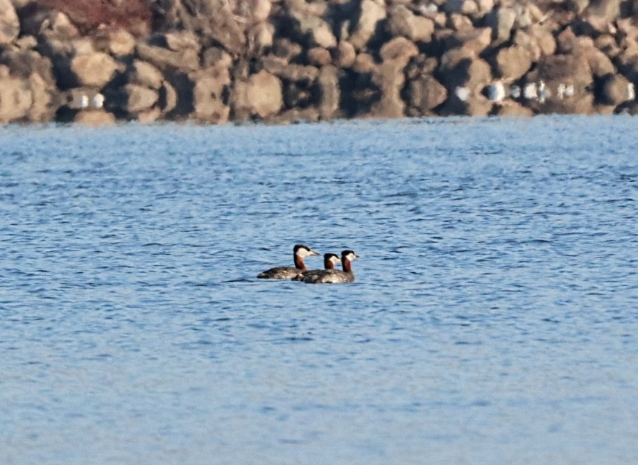 Red-necked Grebe - ML618016350