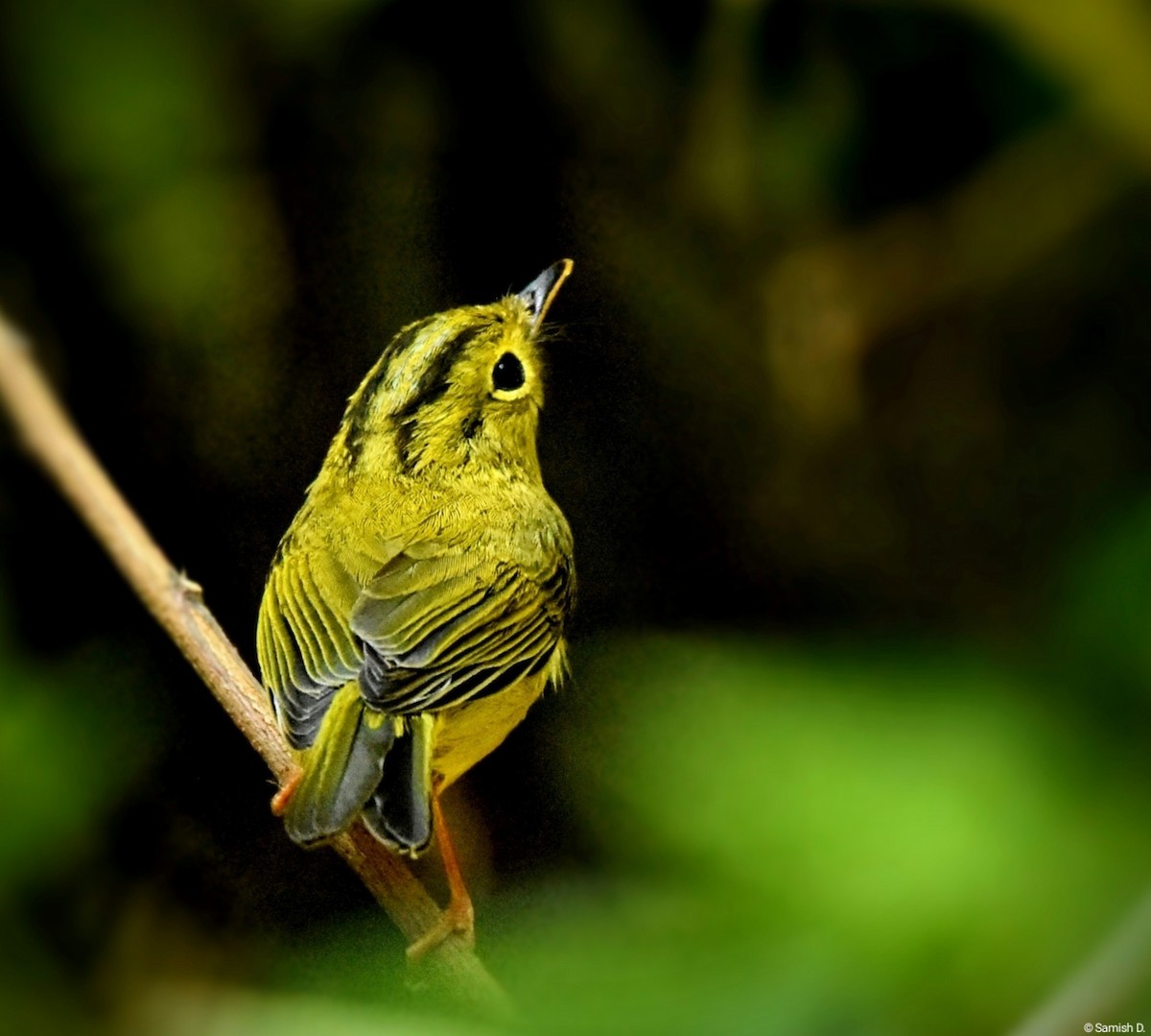 Green-crowned Warbler - Samish Dhongle