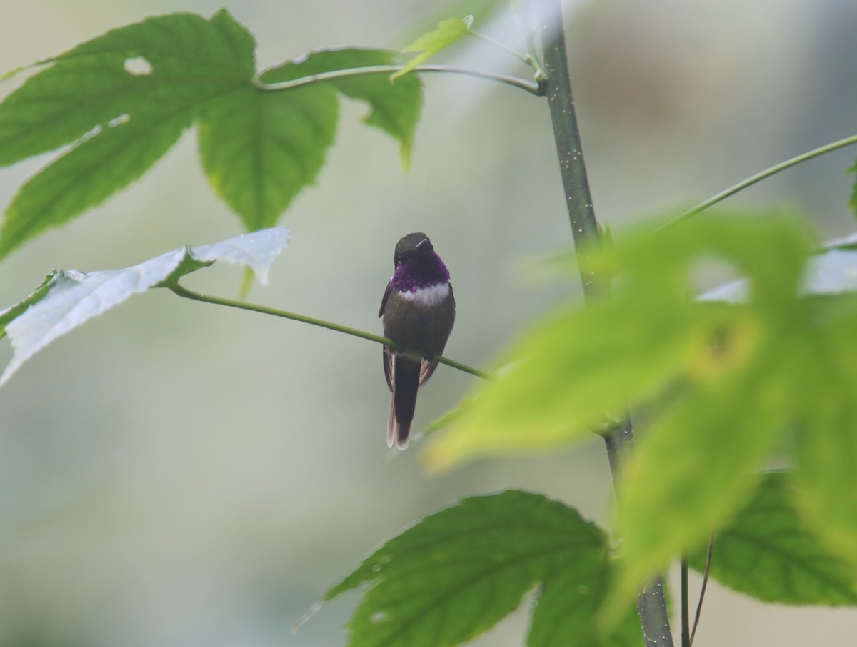 kolibřík bělolímcový - ML618016373