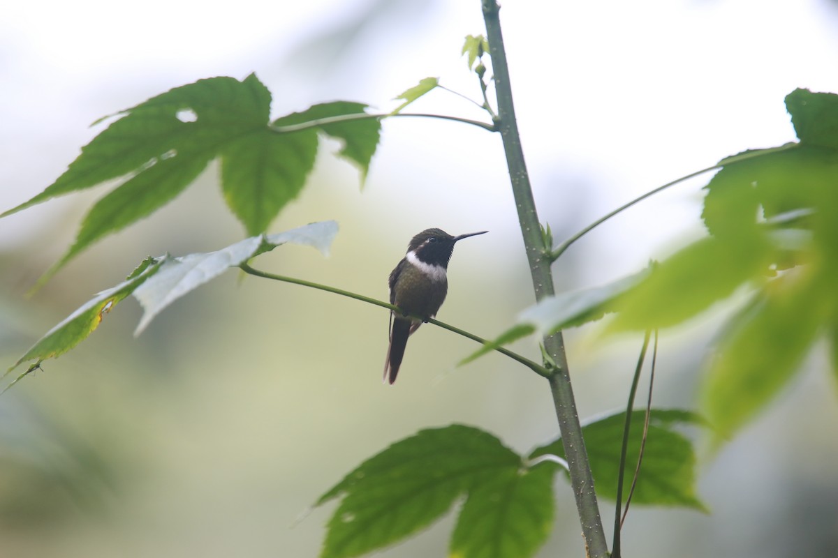 kolibřík bělolímcový - ML618016390