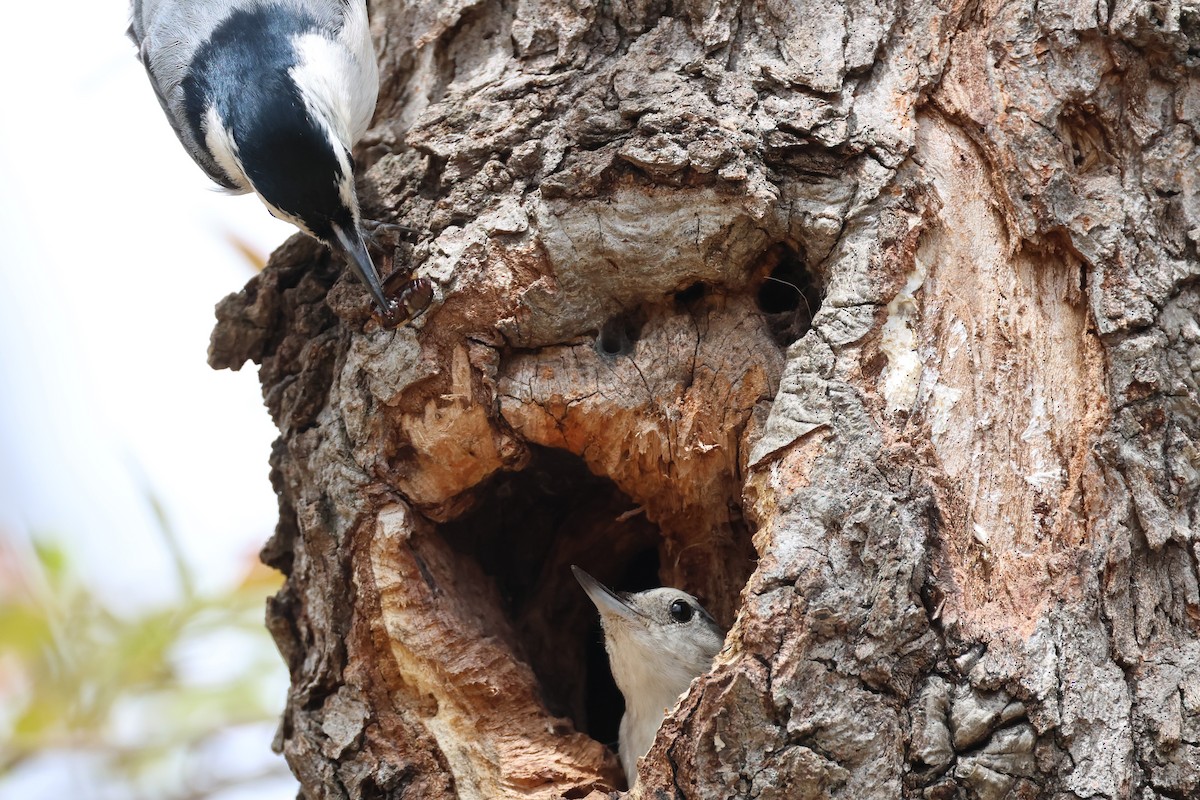 White-breasted Nuthatch - ML618016406