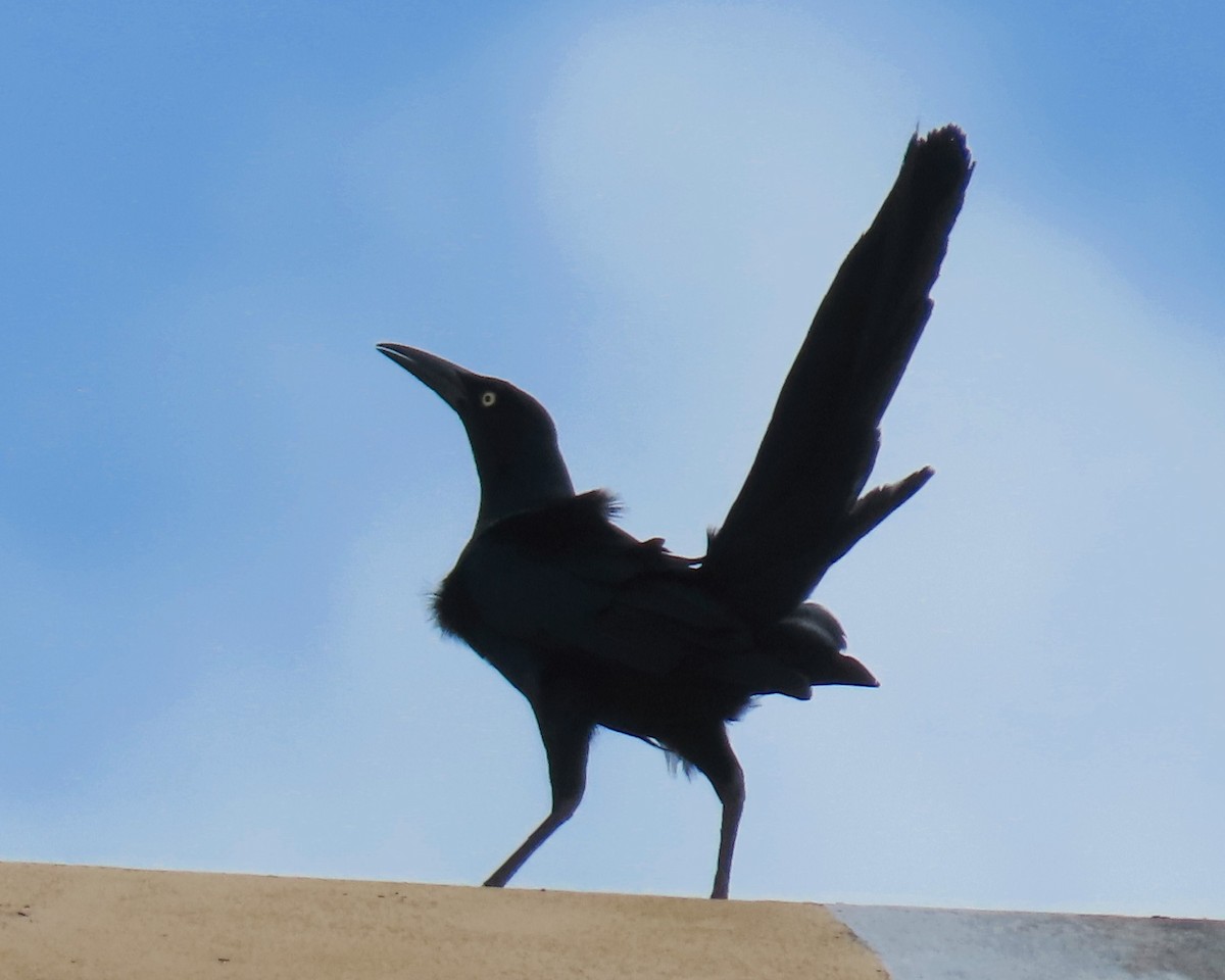 Great-tailed Grackle - ML618016418