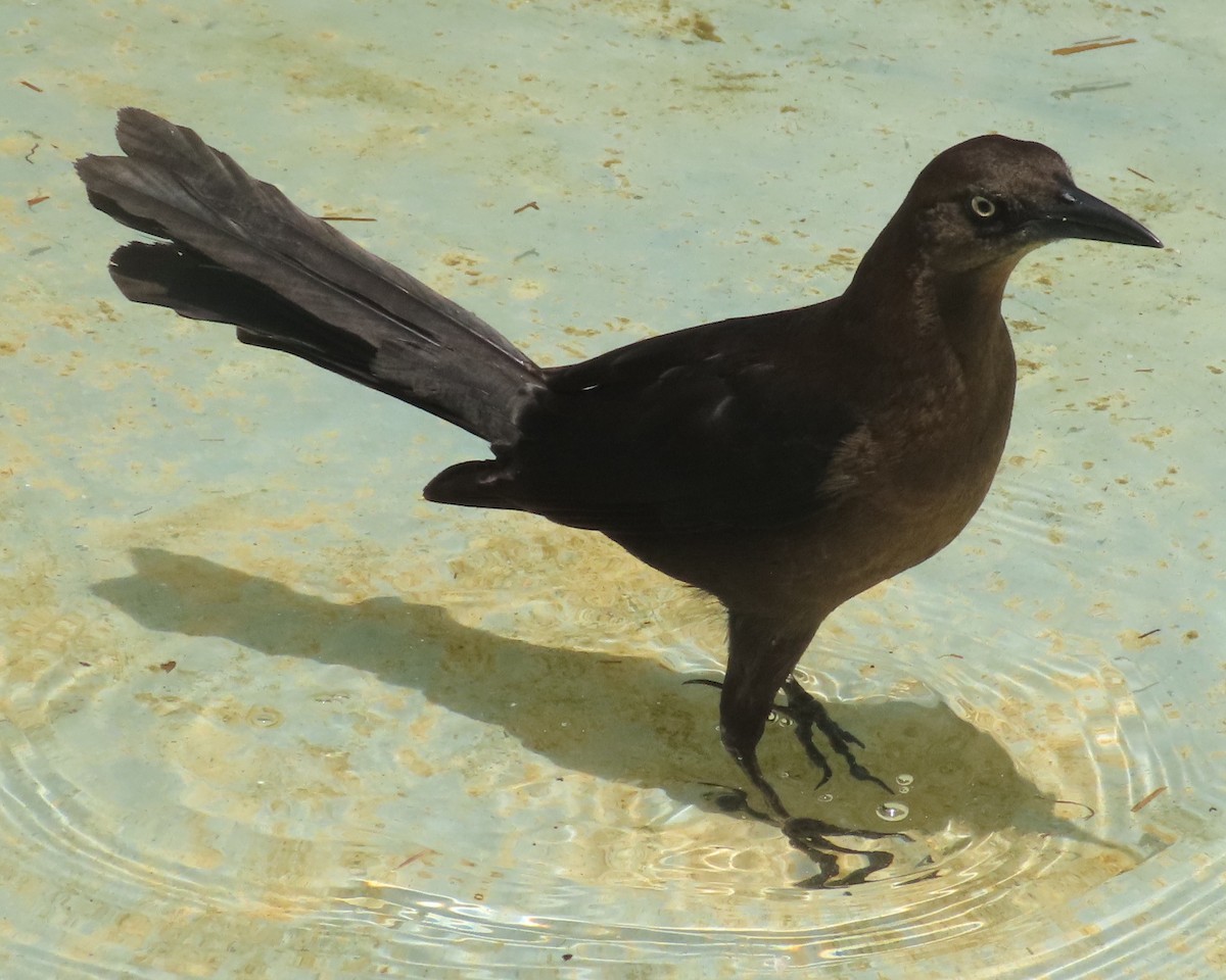 Great-tailed Grackle - ML618016420