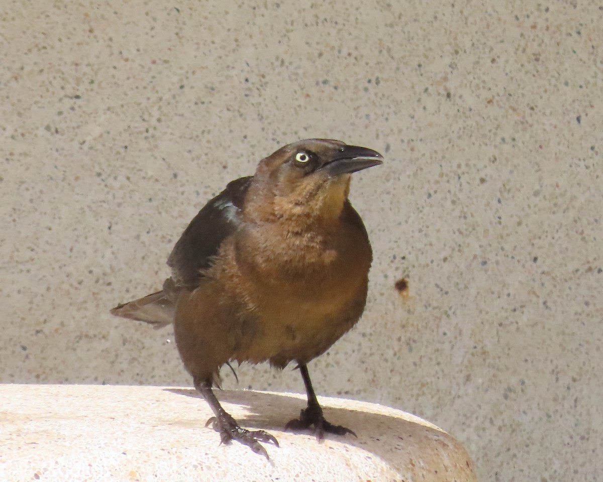 Great-tailed Grackle - ML618016425