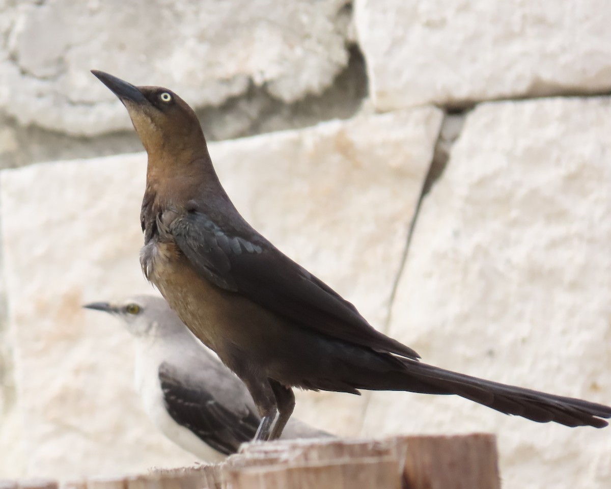 Great-tailed Grackle - ML618016428