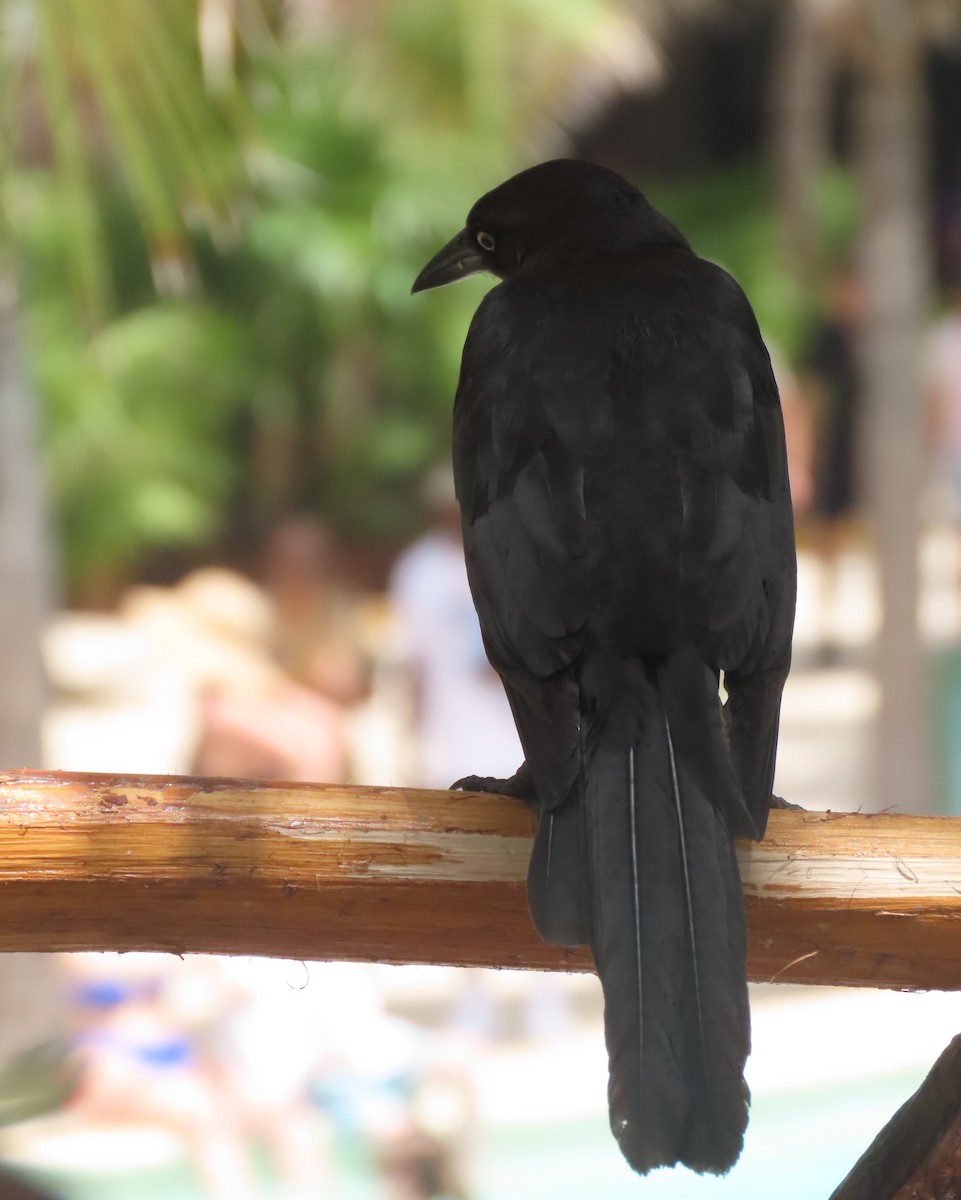 Great-tailed Grackle - ML618016429