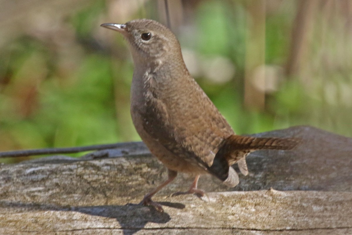 House Wren - Joan and/or George Sims