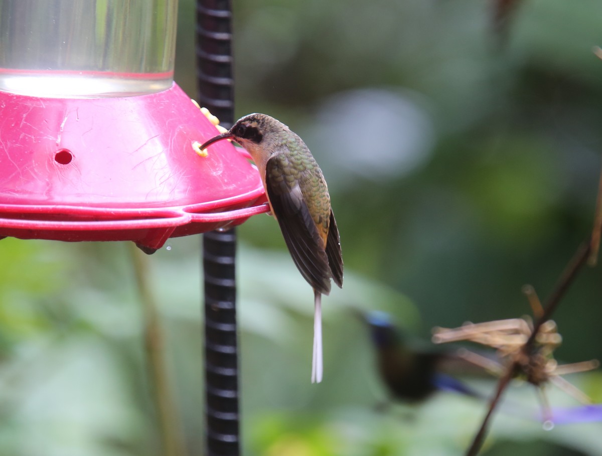 kolibřík dlouhoocasý - ML618016447