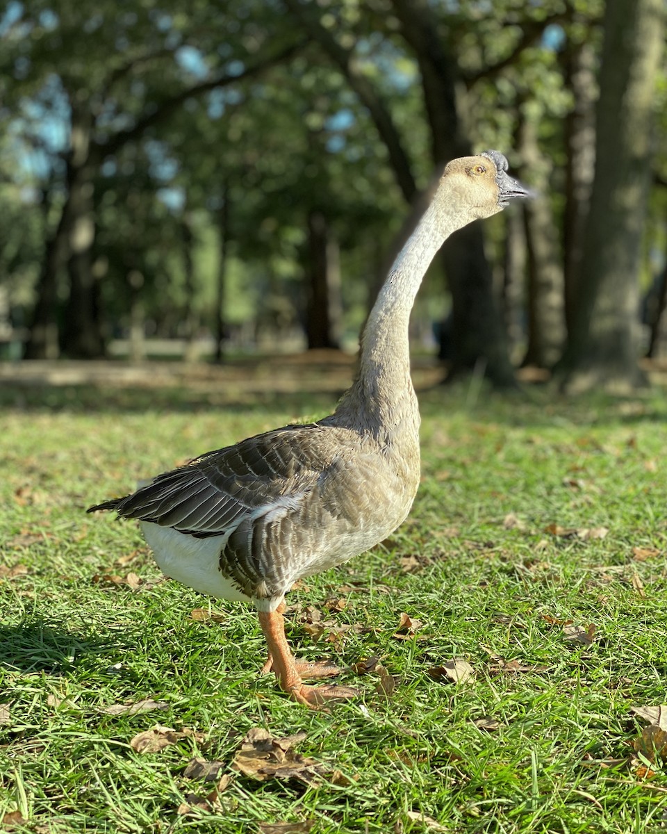 Swan Goose (Domestic type) - ML618016452