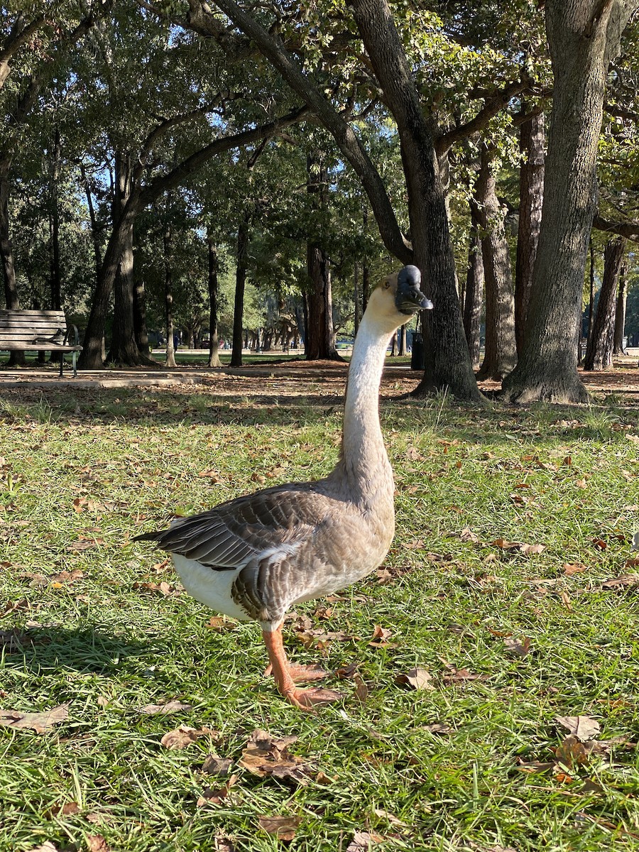 Swan Goose (Domestic type) - ML618016453