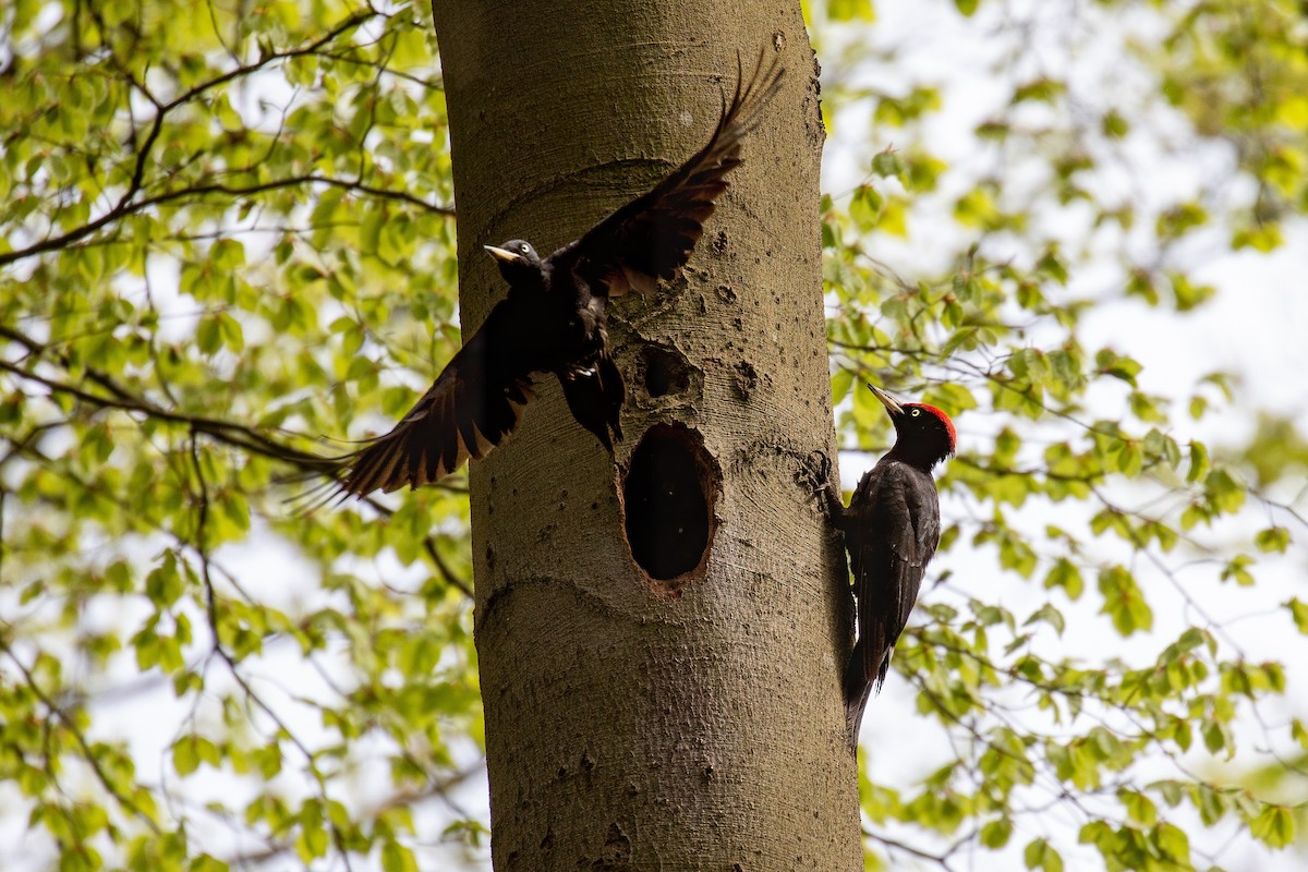 Black Woodpecker - Corné Pieterse