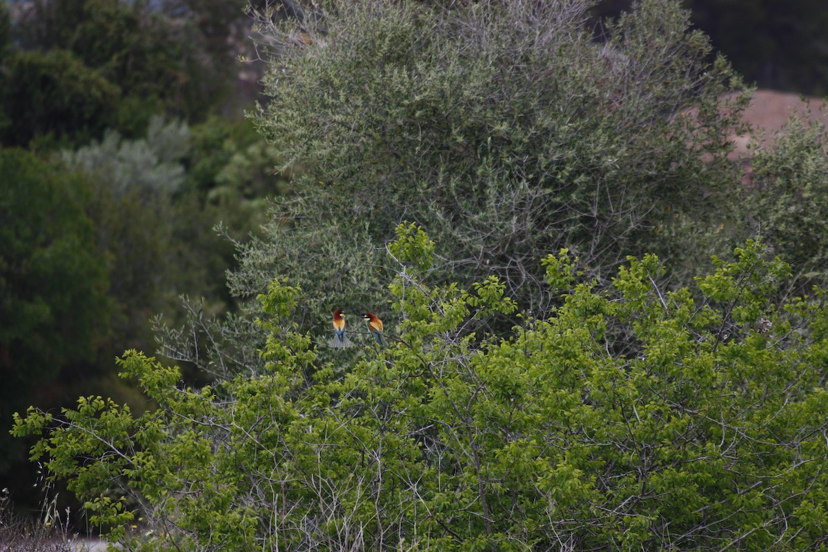 European Bee-eater - ML618016458