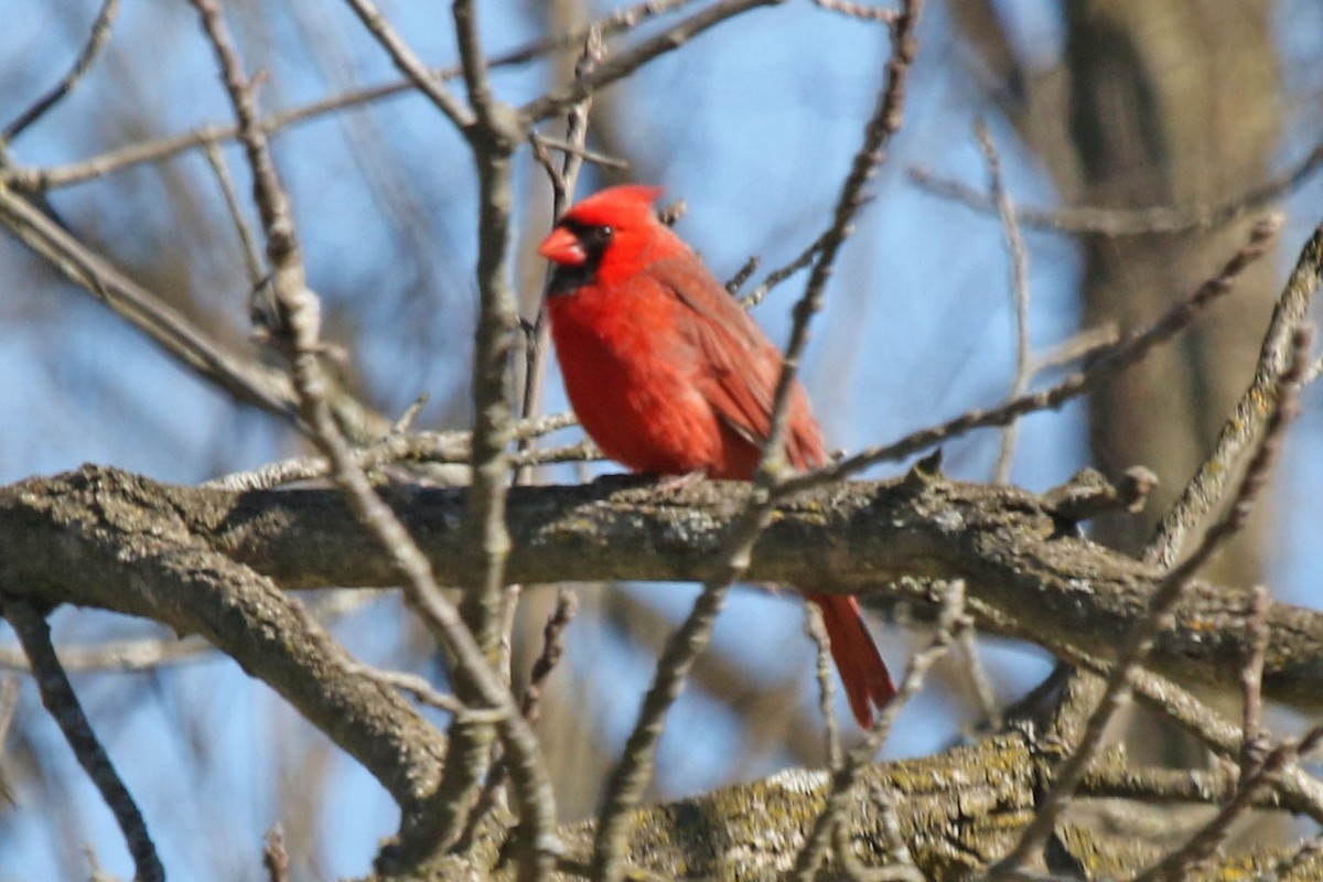 Cardinal rouge - ML618016476