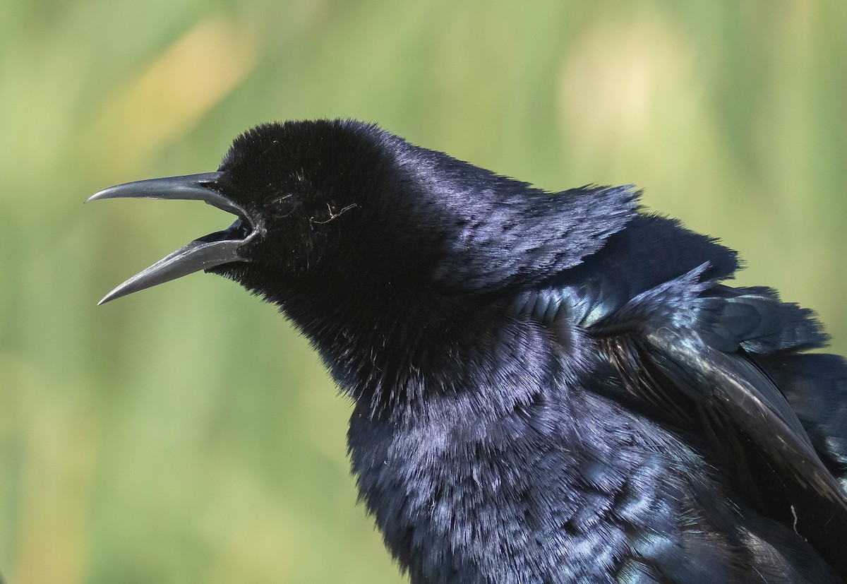 Great-tailed Grackle - Liam Huber