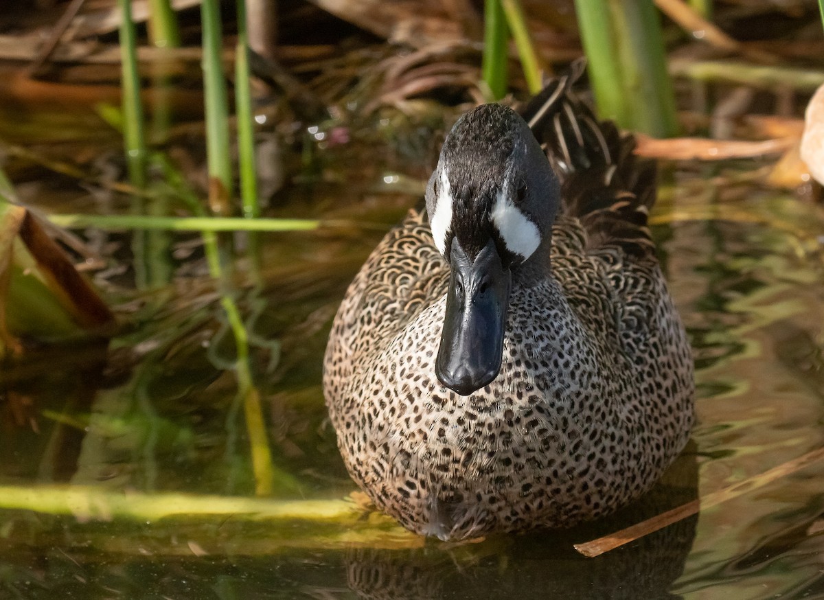 Blue-winged Teal - ML618016501